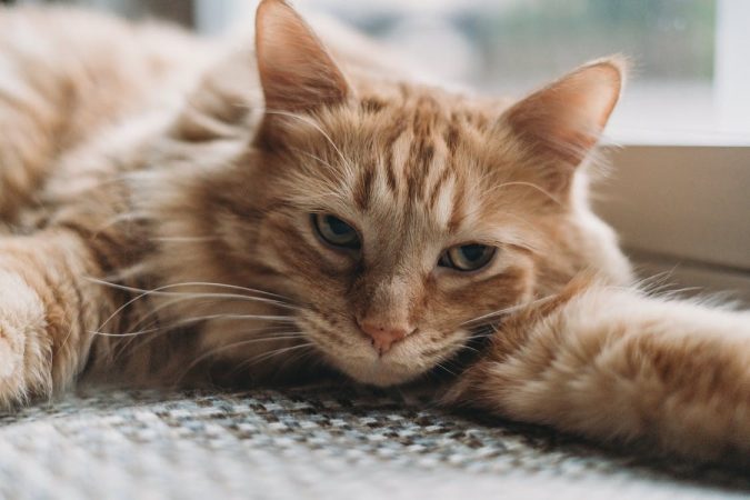 7 Fakta Tentang Kucing Anggora, Asal dan Cara Merawatnya