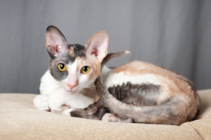 Cara Merawat Kucing Jenis Cornish Rex Agar Tidak Mudah Sakit