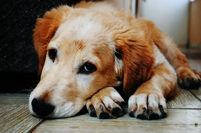 Jenis Anjing Peliharaan Berdasarkan Zodiak Yang Tepat Untuk Anda